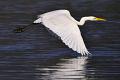 622 - HERON IN FLIGHT - MARCHI FRANCO - italy